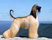 [ẢNH] Top 10 giống chó 