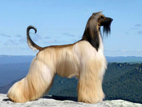 [ẢNH] Top 10 giống chó 