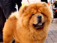 [ẢNH] Top 10 giống chó 