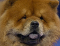 [ẢNH] Top 10 giống chó 