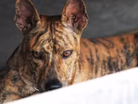 [ẢNH] Top 10 giống chó 