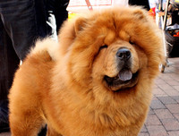 [ẢNH] Top 10 giống chó 