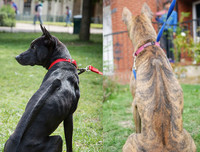 [ẢNH] Top 10 giống chó 