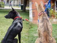 [ẢNH] Top 10 giống chó 