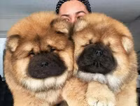 [ẢNH] Top 10 giống chó 