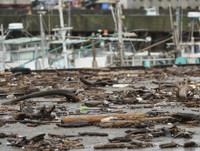 [ẢNH] Hoang tàn trong siêu bão Hagibis, Nhật Bản 