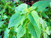 [ẢNH] Mẹo nhỏ dân gian giúp điều trị các bệnh thường gặp vào mùa đông