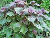 [ẢNH] Mẹo nhỏ dân gian giúp điều trị các bệnh thường gặp vào mùa đông