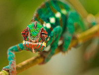 [ẢNH] Bất ngờ trước khả năng tự phát sáng của một số loài sinh vật