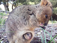 [ẢNH] Những loài động vật 