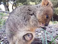 [ẢNH] Những loài động vật 
