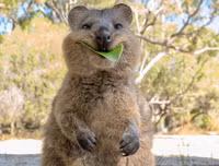 [ẢNH] Những loài động vật 