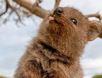 [ẢNH] Những loài động vật 