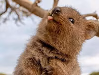 [ẢNH] Những loài động vật 