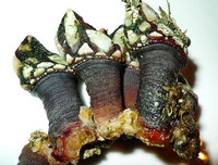 [ẢNH] 6 món đặc sản biển gây ấn tượng bởi vẻ ngoài 