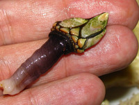 [ẢNH] 6 món đặc sản biển gây ấn tượng bởi vẻ ngoài 