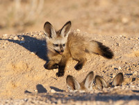 [ẢNH] Top 6 loài cáo sở hữu ngoại hình đáng yêu bậc nhất thế giới