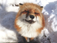 [ẢNH] Top 6 loài cáo sở hữu ngoại hình đáng yêu bậc nhất thế giới