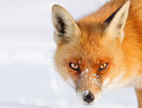 [ẢNH] Top 6 loài cáo sở hữu ngoại hình đáng yêu bậc nhất thế giới