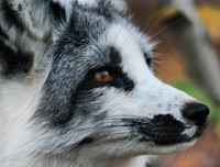 [ẢNH] Top 6 loài cáo sở hữu ngoại hình đáng yêu bậc nhất thế giới