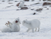 [ẢNH] Top 6 loài cáo sở hữu ngoại hình đáng yêu bậc nhất thế giới