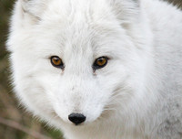 [ẢNH] Top 6 loài cáo sở hữu ngoại hình đáng yêu bậc nhất thế giới