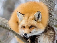 [ẢNH] Top 6 loài cáo sở hữu ngoại hình đáng yêu bậc nhất thế giới