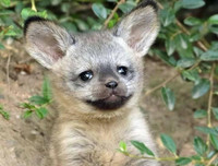 [ẢNH] Top 6 loài cáo sở hữu ngoại hình đáng yêu bậc nhất thế giới