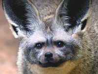 [ẢNH] Top 6 loài cáo sở hữu ngoại hình đáng yêu bậc nhất thế giới