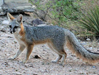 [ẢNH] Top 6 loài cáo sở hữu ngoại hình đáng yêu bậc nhất thế giới