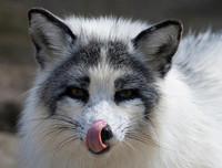 [ẢNH] Top 6 loài cáo sở hữu ngoại hình đáng yêu bậc nhất thế giới