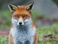 [ẢNH] Top 6 loài cáo sở hữu ngoại hình đáng yêu bậc nhất thế giới