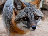 [ẢNH] Top 6 loài cáo sở hữu ngoại hình đáng yêu bậc nhất thế giới