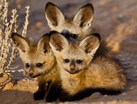 [ẢNH] Top 6 loài cáo sở hữu ngoại hình đáng yêu bậc nhất thế giới