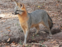 [ẢNH] Top 6 loài cáo sở hữu ngoại hình đáng yêu bậc nhất thế giới