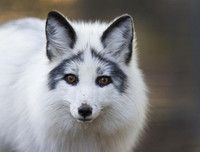 [ẢNH] Top 6 loài cáo sở hữu ngoại hình đáng yêu bậc nhất thế giới