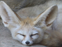 [ẢNH] Top 6 loài cáo sở hữu ngoại hình đáng yêu bậc nhất thế giới