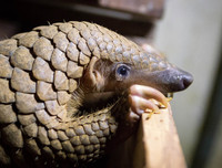 [ẢNH] Những loài động vật siêu nhút nhát trên thế giới