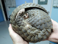 [ẢNH] Những loài động vật siêu nhút nhát trên thế giới