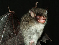 [ẢNH] Những loài động vật siêu nhút nhát trên thế giới