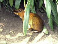 [ẢNH] Những loài động vật siêu nhút nhát trên thế giới