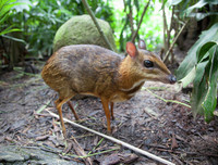 [ẢNH] Những loài động vật siêu nhút nhát trên thế giới