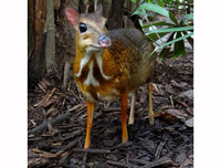 [ẢNH] Những loài động vật siêu nhút nhát trên thế giới