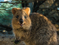 [ẢNH] Những loài động vật siêu nhút nhát trên thế giới