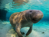 [ẢNH] Những loài động vật siêu nhút nhát trên thế giới