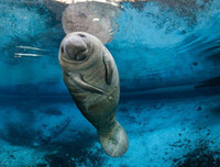 [ẢNH] Những loài động vật siêu nhút nhát trên thế giới