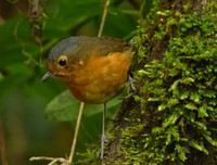 [ẢNH] Những loài động vật siêu nhút nhát trên thế giới