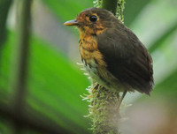 [ẢNH] Những loài động vật siêu nhút nhát trên thế giới