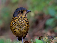 [ẢNH] Những loài động vật siêu nhút nhát trên thế giới