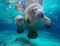 [ẢNH] Những loài động vật siêu nhút nhát trên thế giới